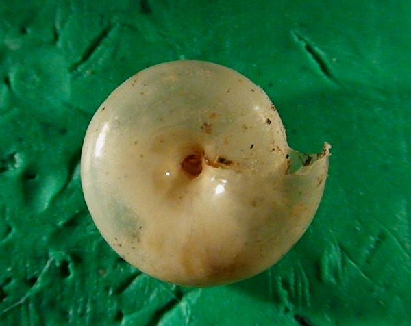 Mediterranea hydatina (Rossmässler, 1838)